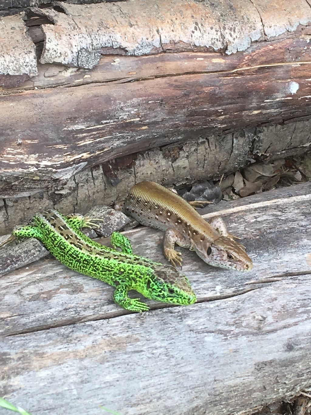 Wilde Heimat, malerische Anlage inmitten der Natur