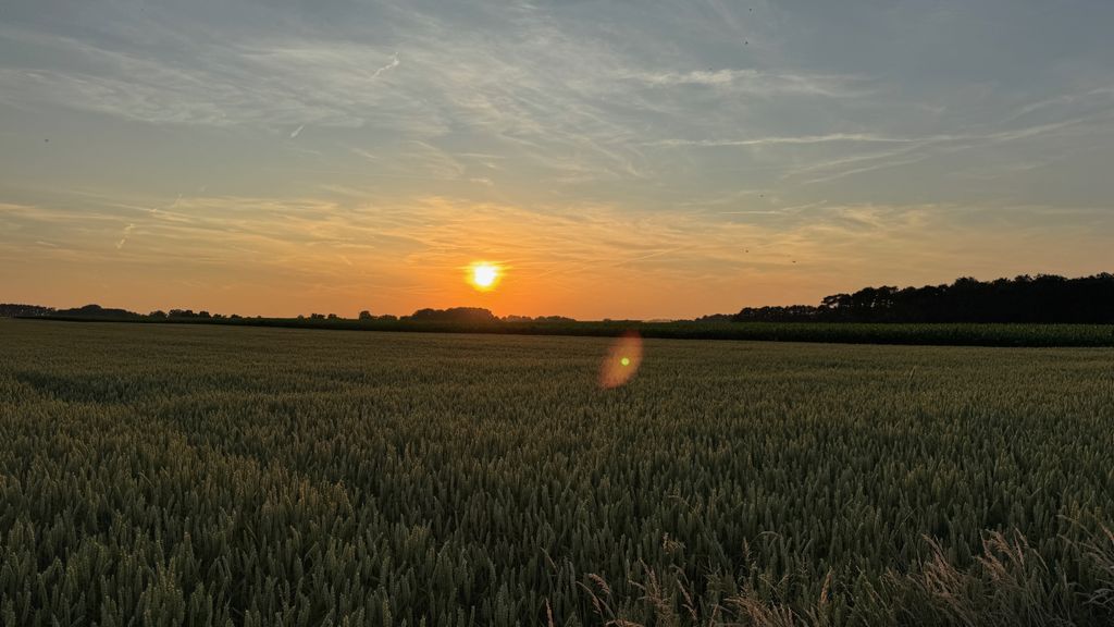 Idylle pur auf kleiner Gallowayfarm