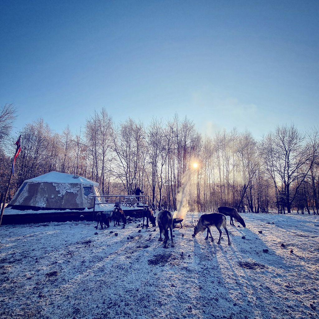 Glamping im Rentiergehege