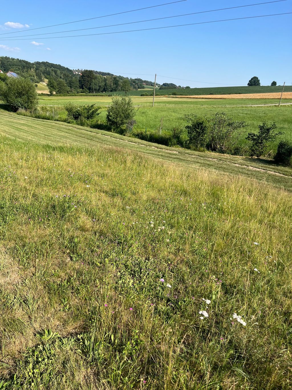 Wildblumenwiese
