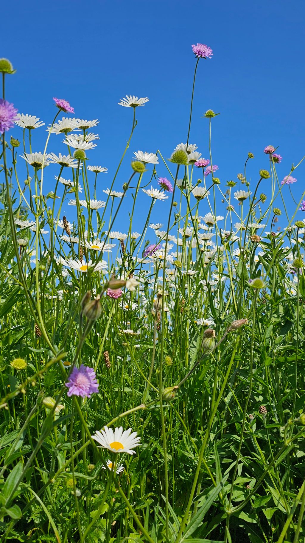 Alone in nature garden - Westerwald