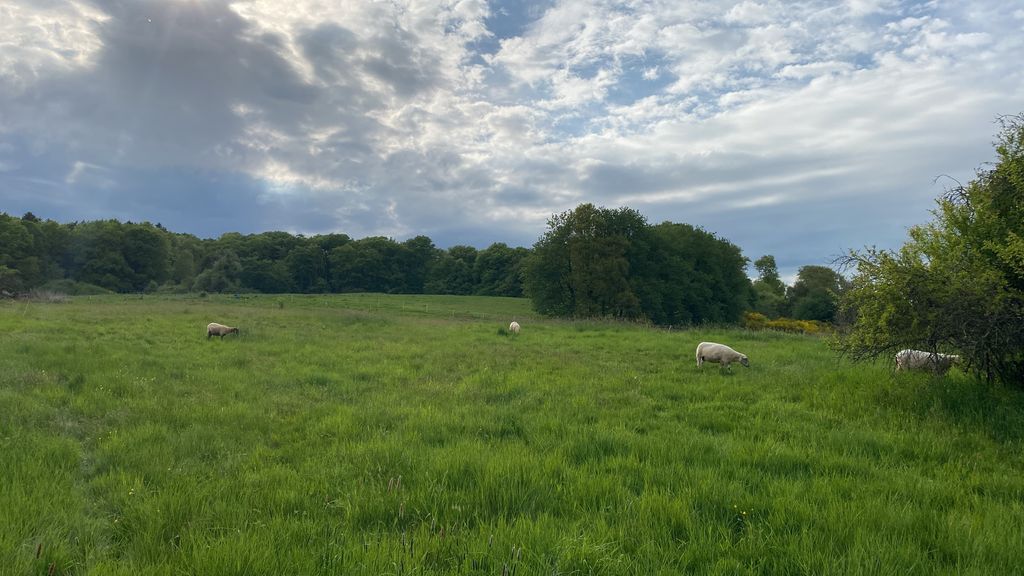 Off-road pitch with animals and natural idyll