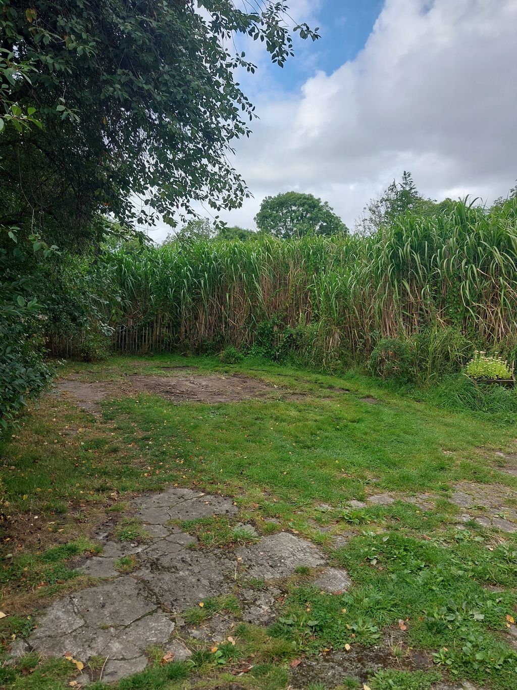Stellplatz am Miscanthus