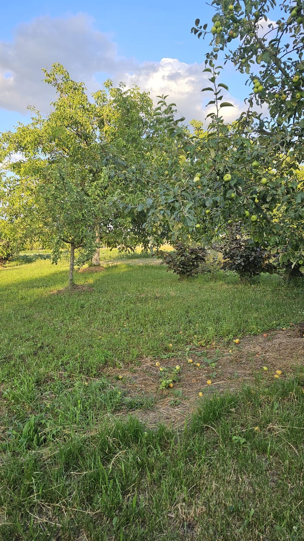 Small orchard meadow at the Kaiserstuhl