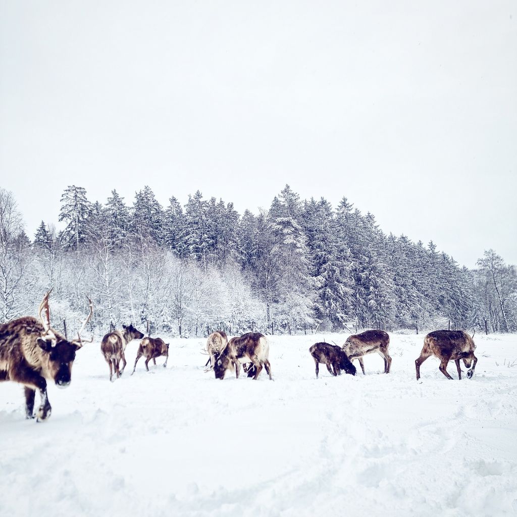 Stellplatz bei Rentieren, Huskys und Adler 