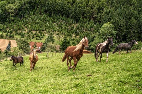 Campen im Schwarzwald auf dem Reiterhof mit Sauna