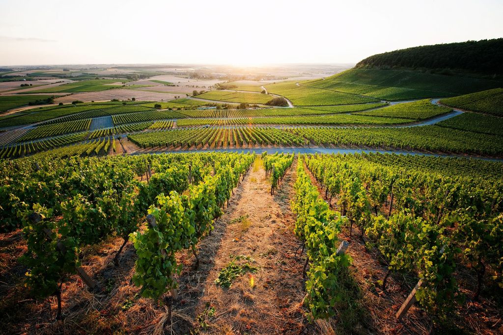 Family winery in Franconia: Meadow on the outskirts of the village