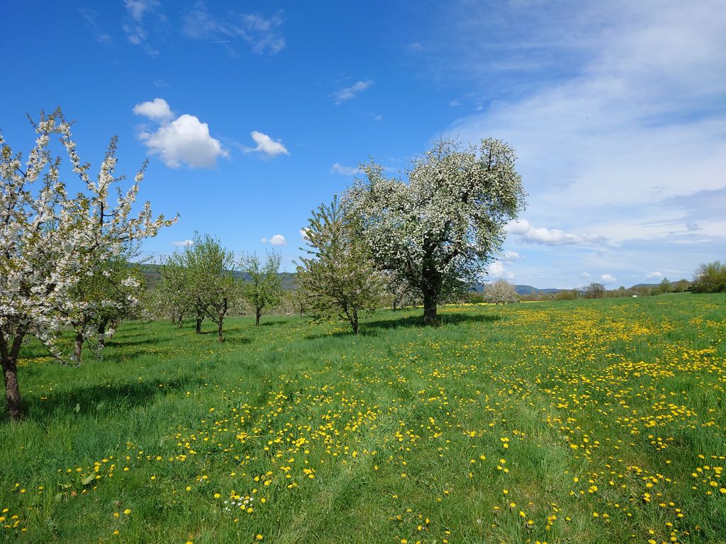 Obstgarten am Fuße des Walberlas 