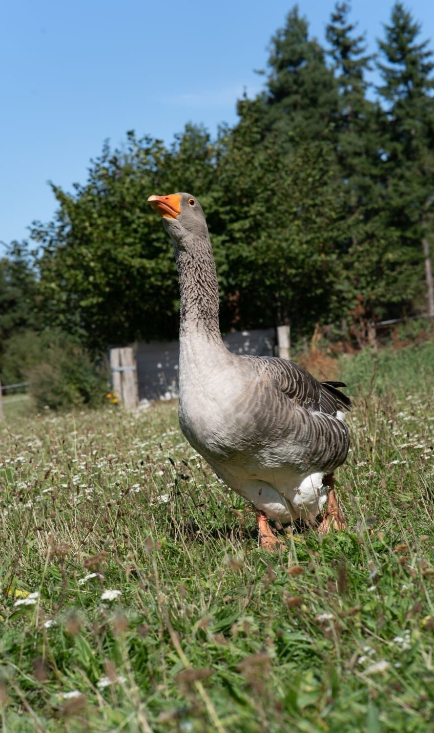 En algún lugar en medio de la nada en el borde del distrito de los lagos