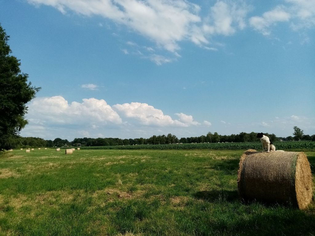 Rustikale Bauwagen mit weitem Wald und Wiesenblick