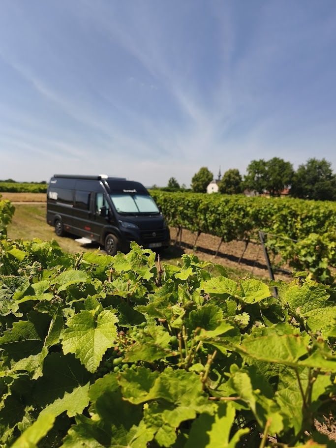 Camping au domaine viticole - au milieu des vignes !