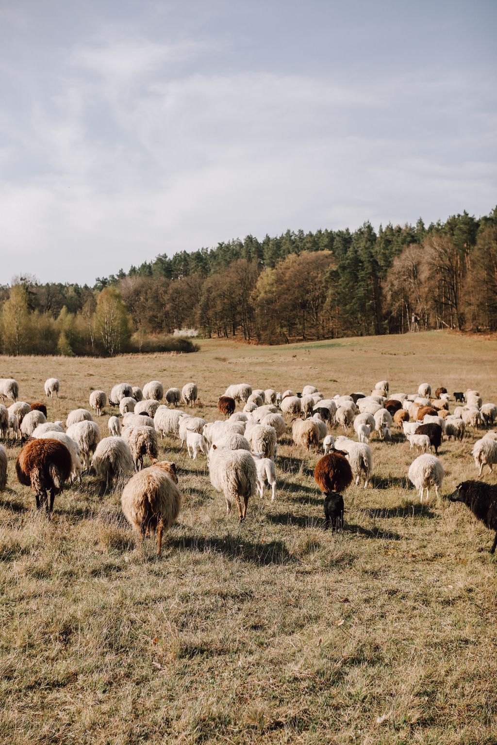 Naturcamping im Naturpark Uckermärkische Seen