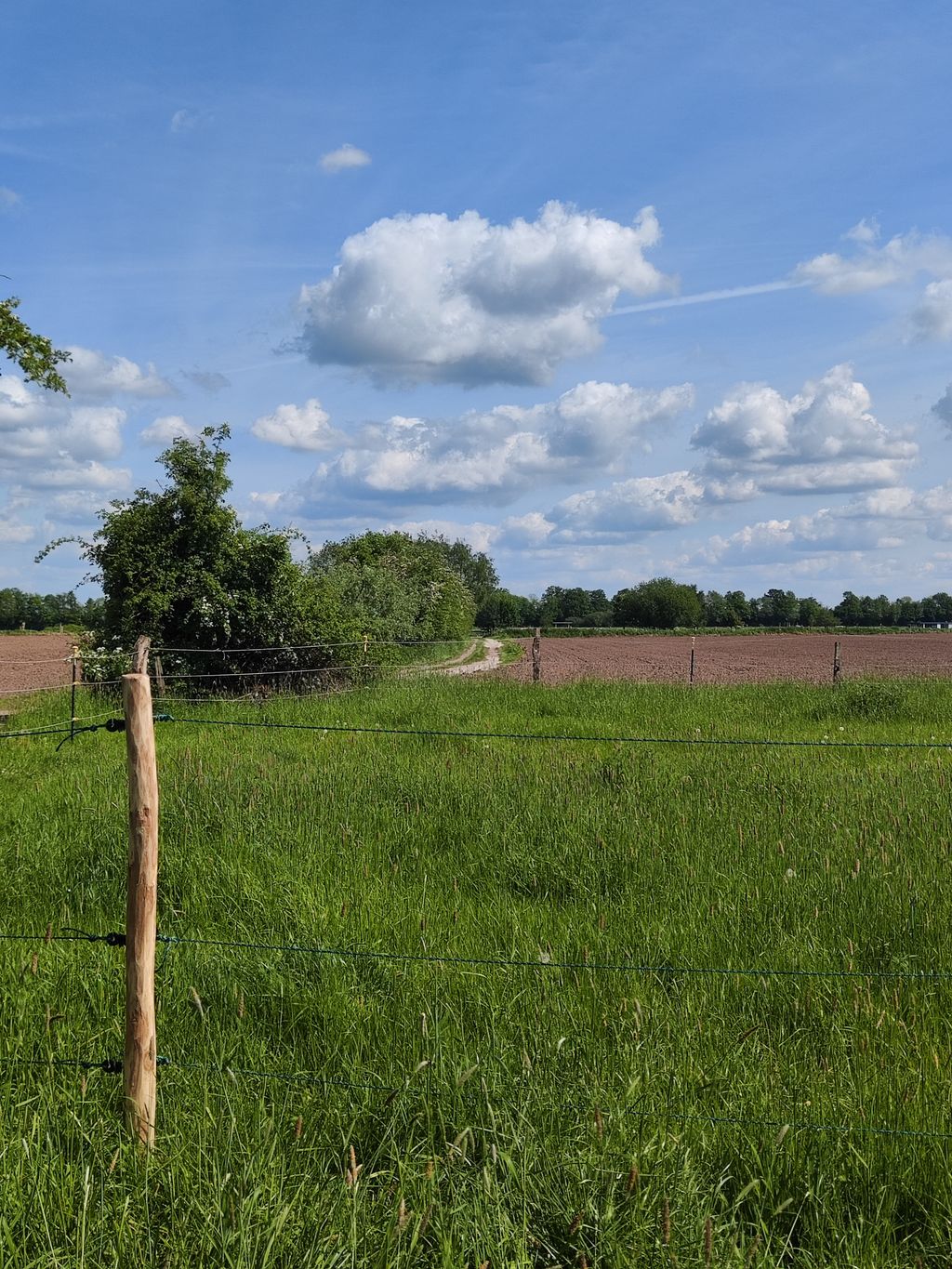 Camping on the Weser - hawthorn and pasture happiness