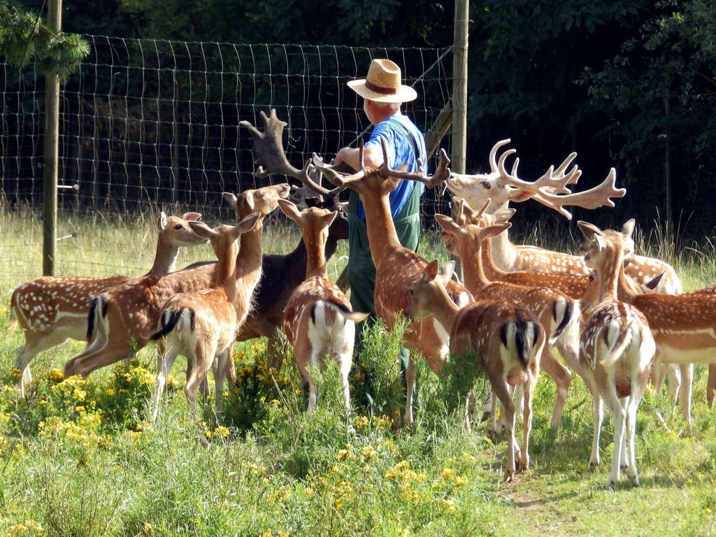 Piazzola nella riserva di caccia sul sentiero escursionistico del Rheinsteig