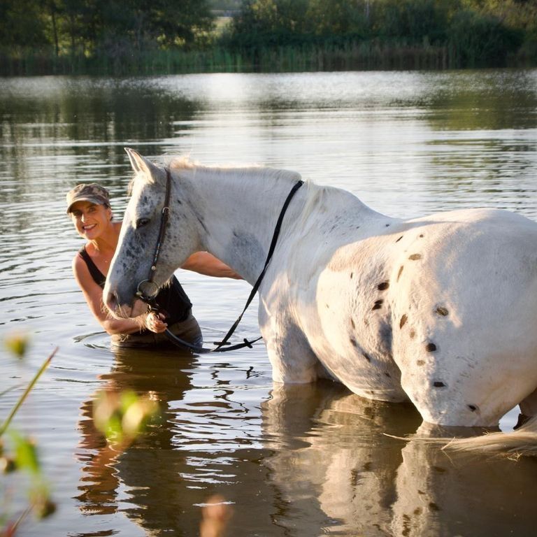 Camping on the horse meadow