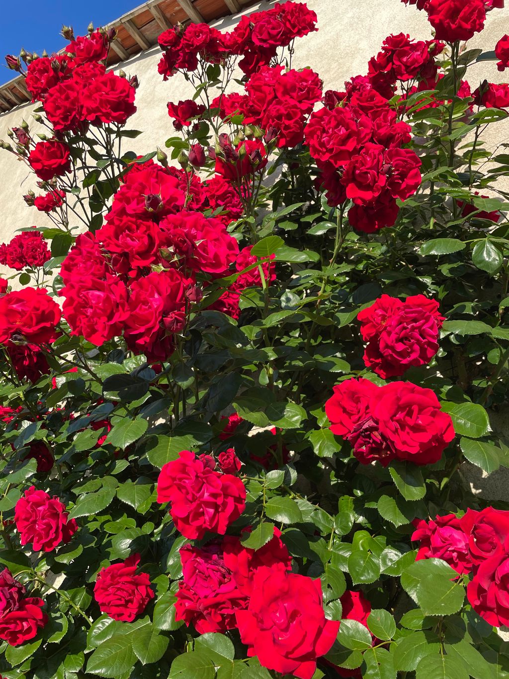 Casa di Nana: Grande prato in Piemonte