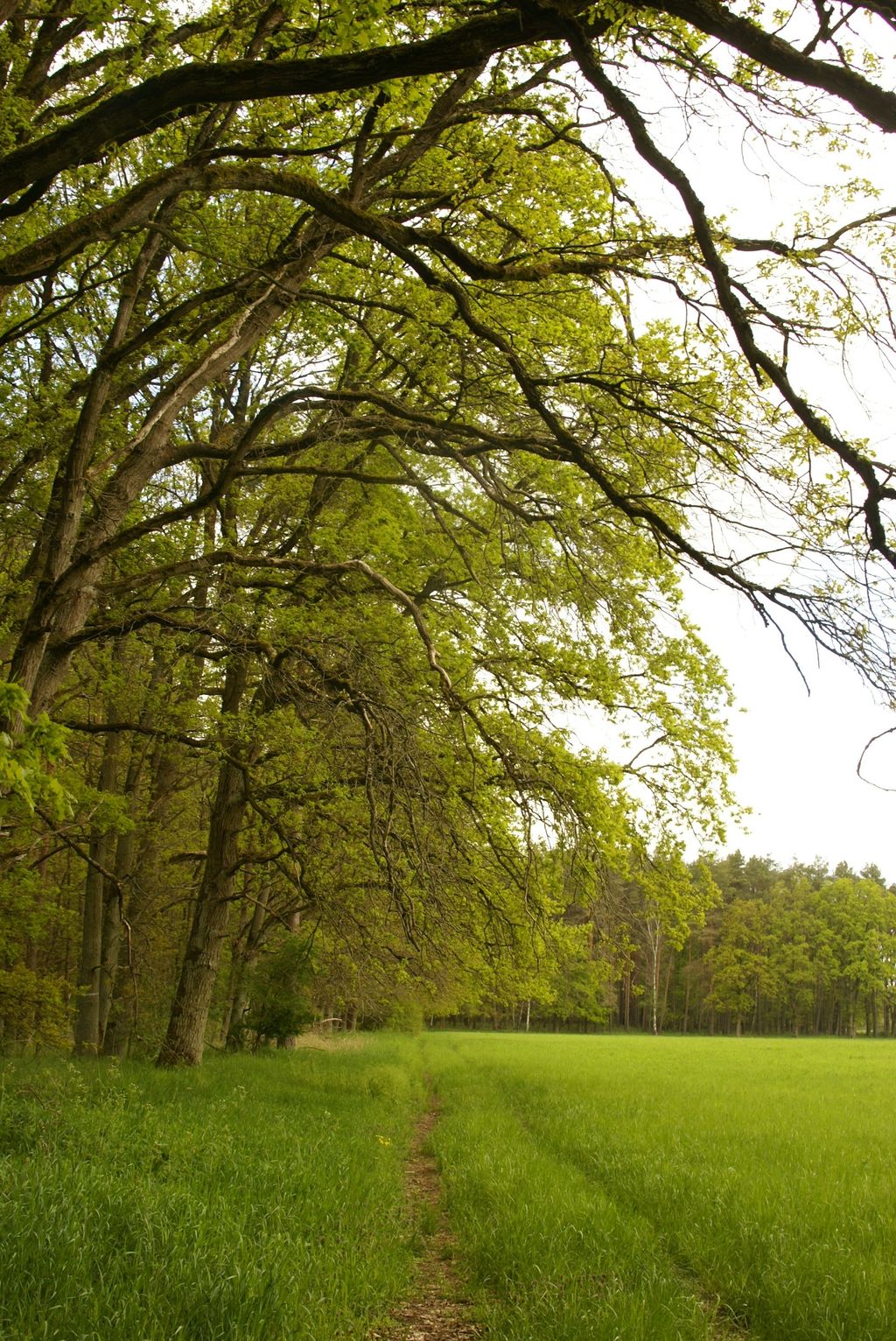 Parcela natural en la linde del bosque