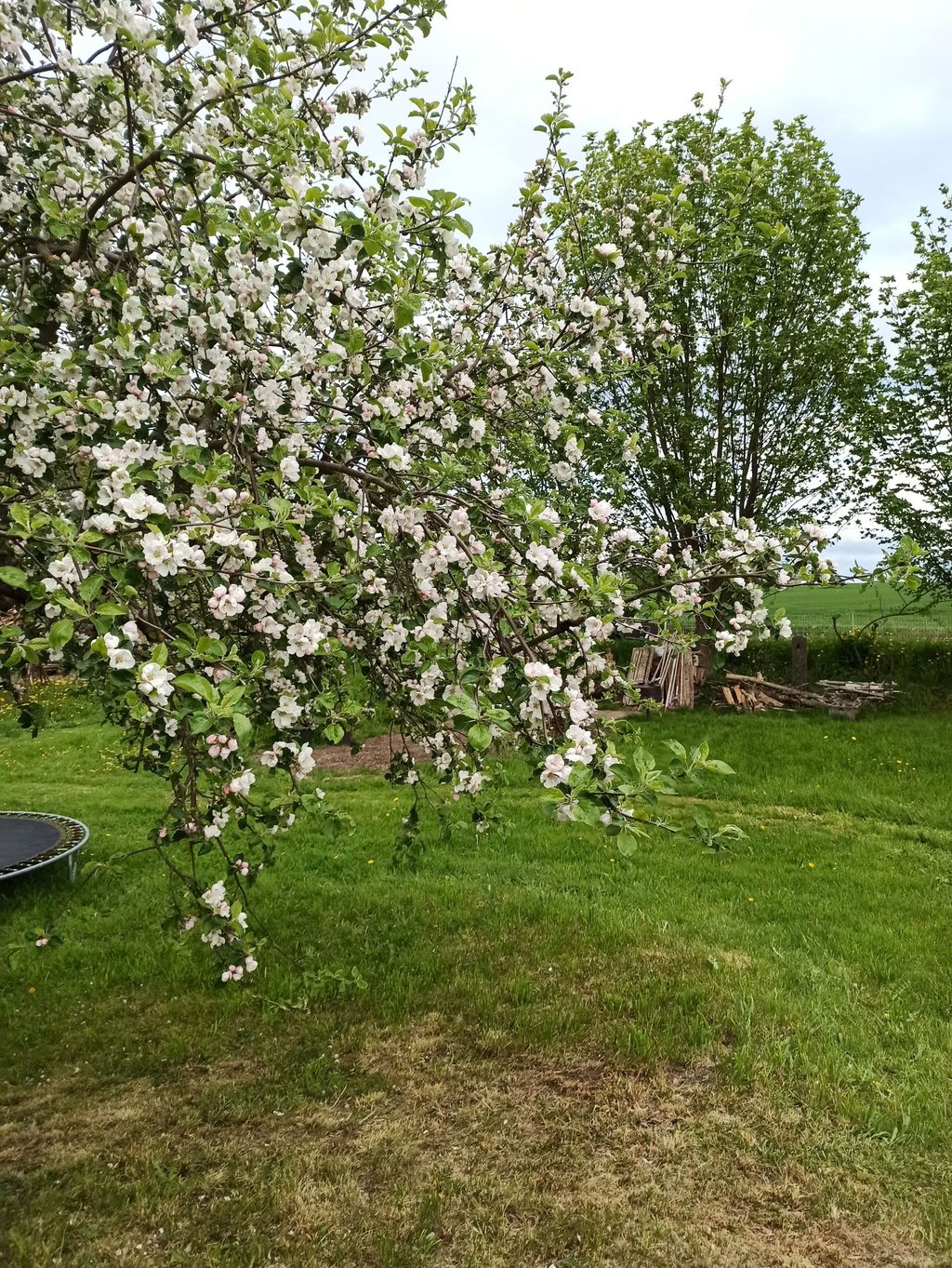 Country vacation under the apple tree