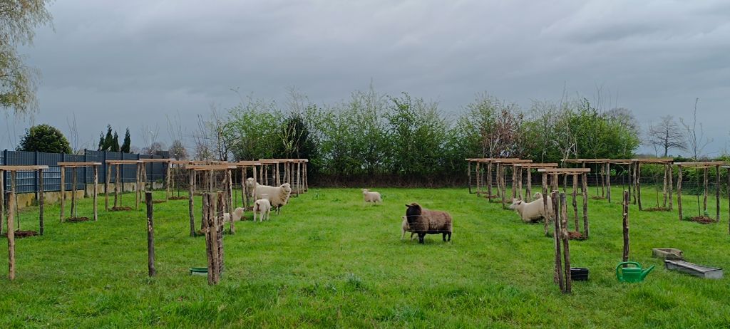 Parking spot in the orchard meadow