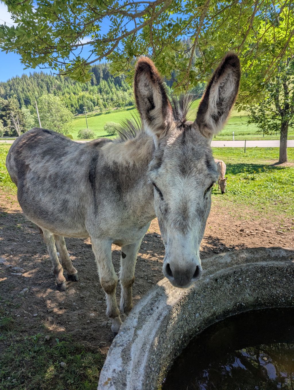 Stellplatz an der Eselweide auf dem Bio-Bauernhof