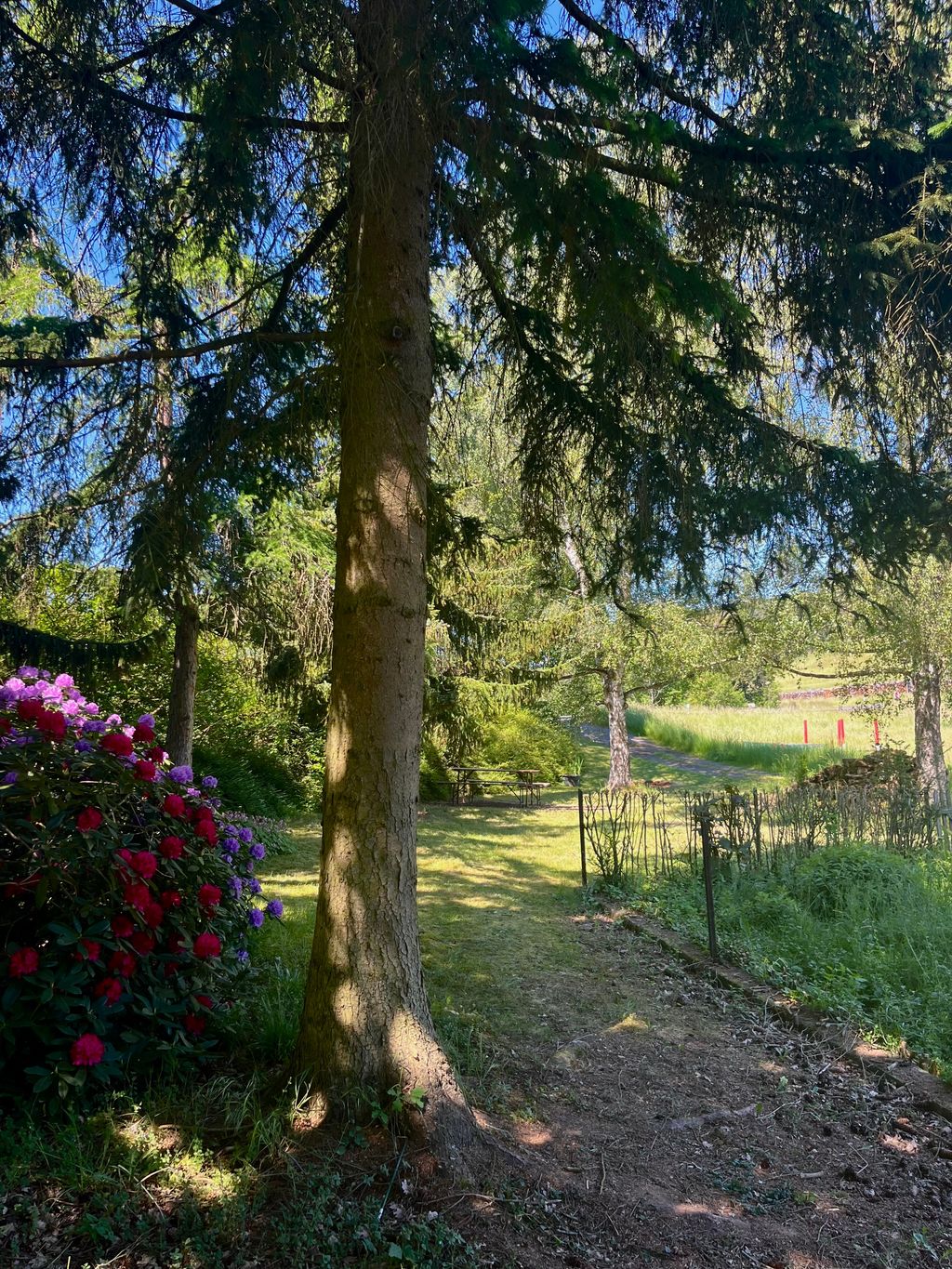 Campeggio in giardino all’ombra di alberi secolari: tranquillità e natura 