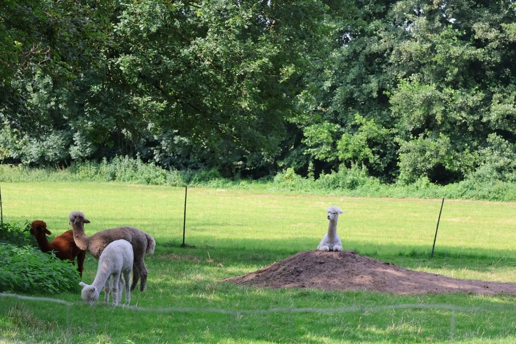 Posto direttamente sul prato degli alpaca