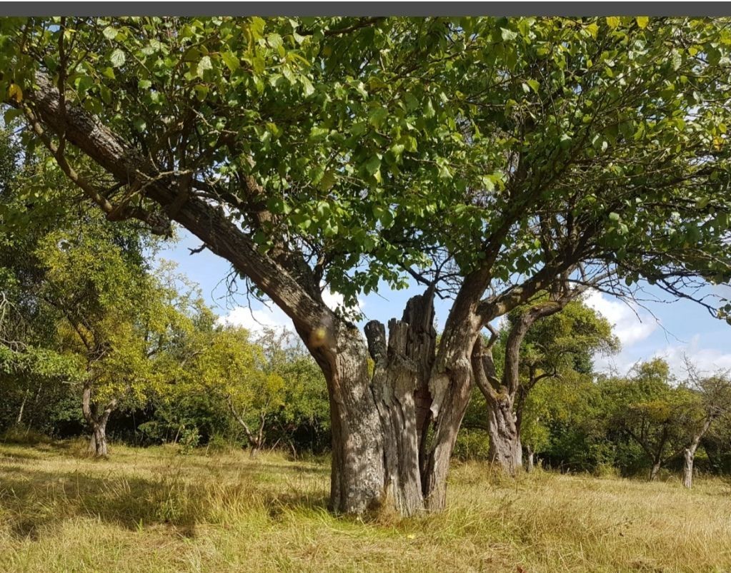 Pré verger en bordure du parc national de Müritz