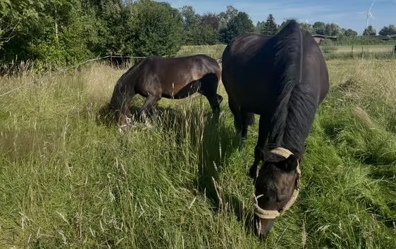 Weitblick über die Felder an der Unterweser