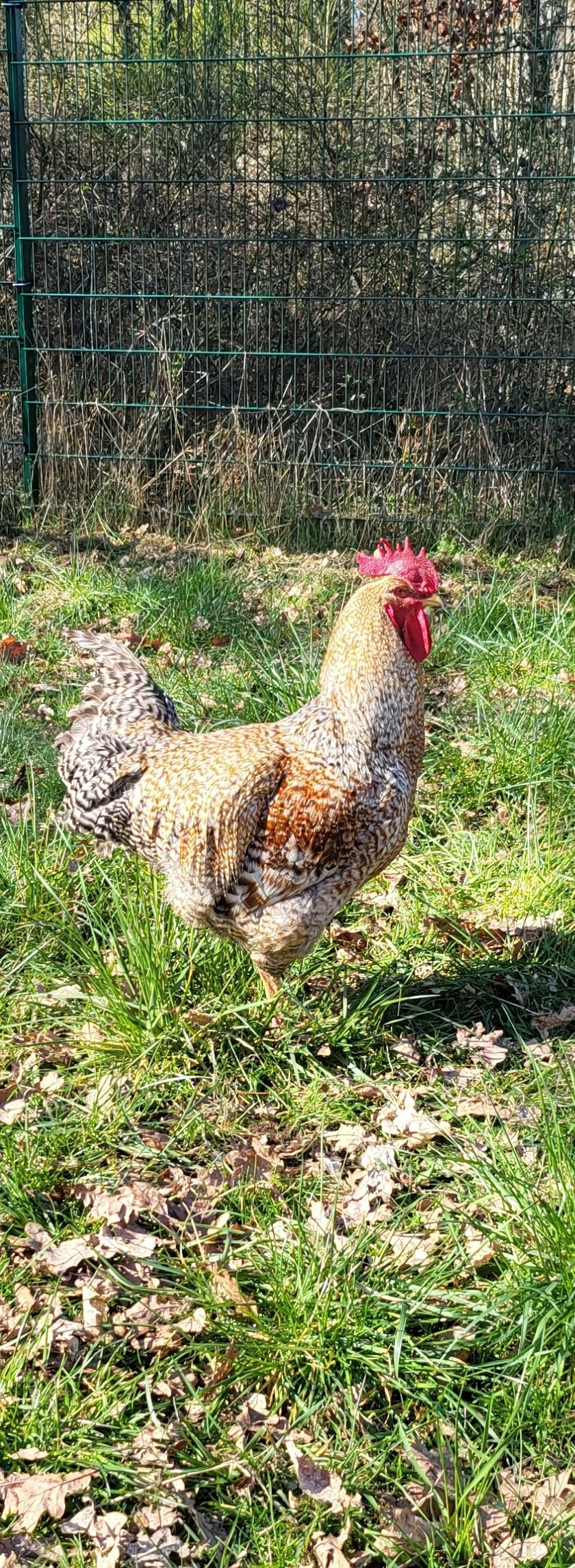 🥚 Waldstellplatz mit Strom & frischen Eiern