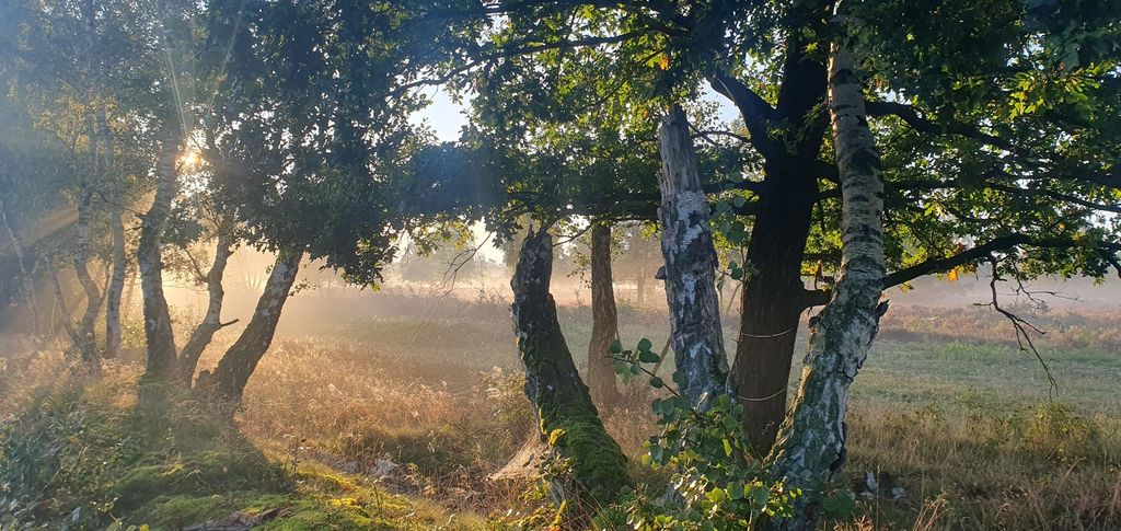 Lüneburger Heide - Schneverdingen Idyll
