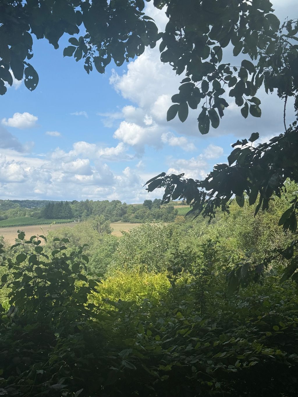 Idyllic spot by a meadow orchard