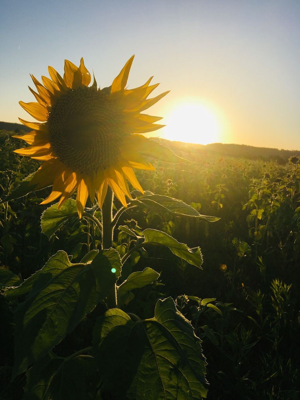 Green, idyllic meadow in beautiful Middle Franconia