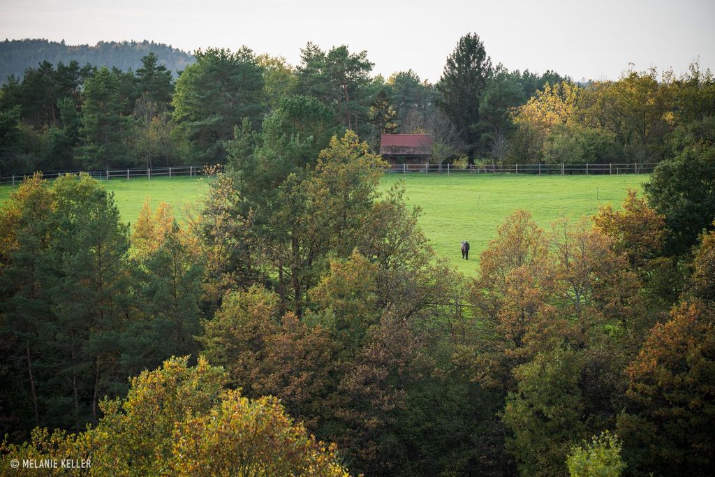 Meadow pitches on organic farm