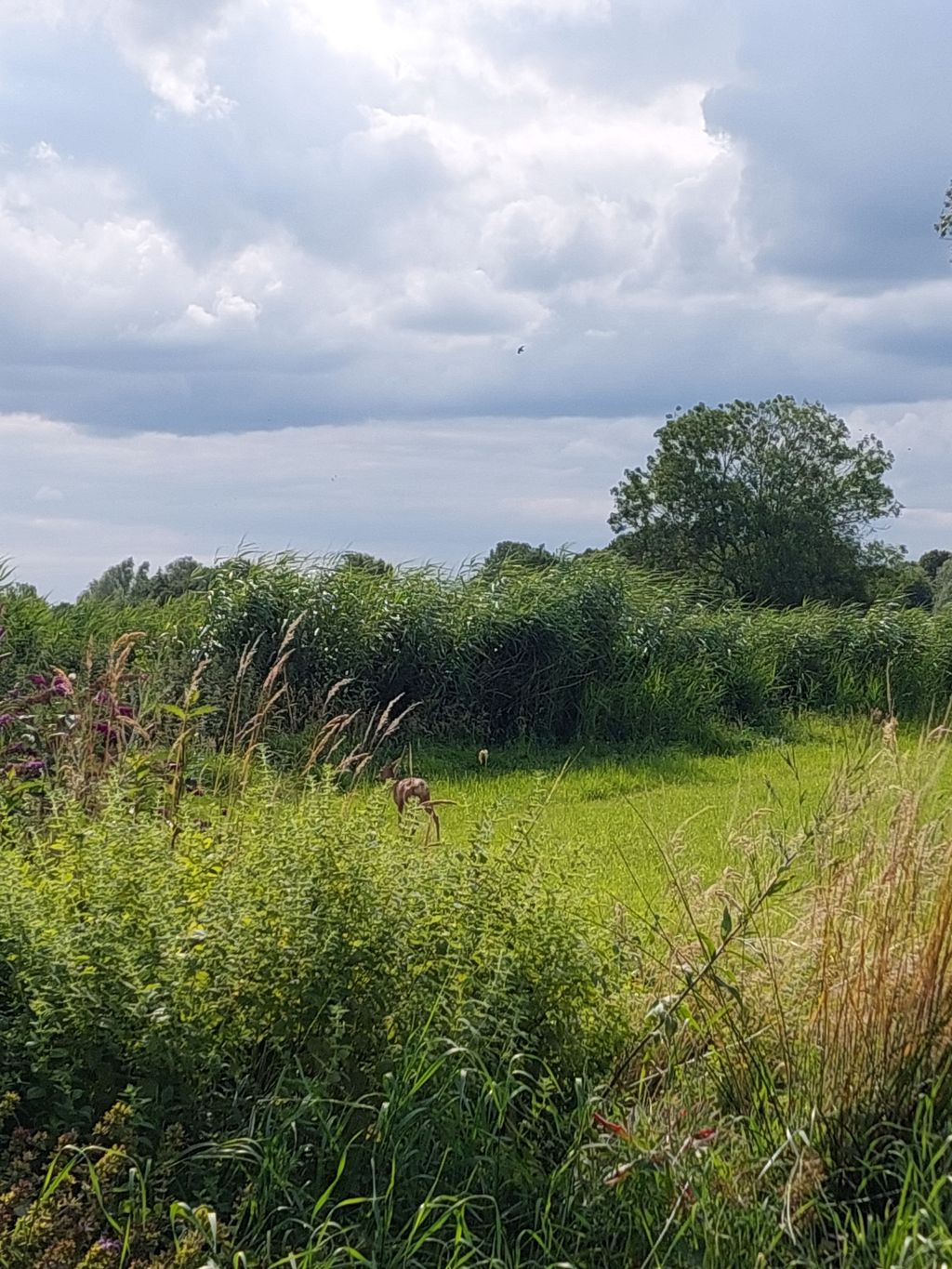 Pradera tranquila junto al río: Naturaleza y vida salvaje