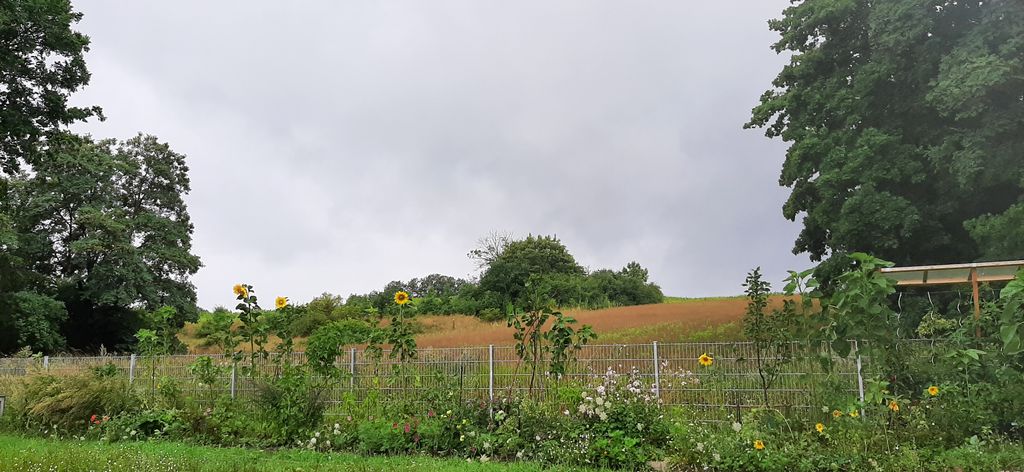 Large meadow on the Szczecin Lagoon