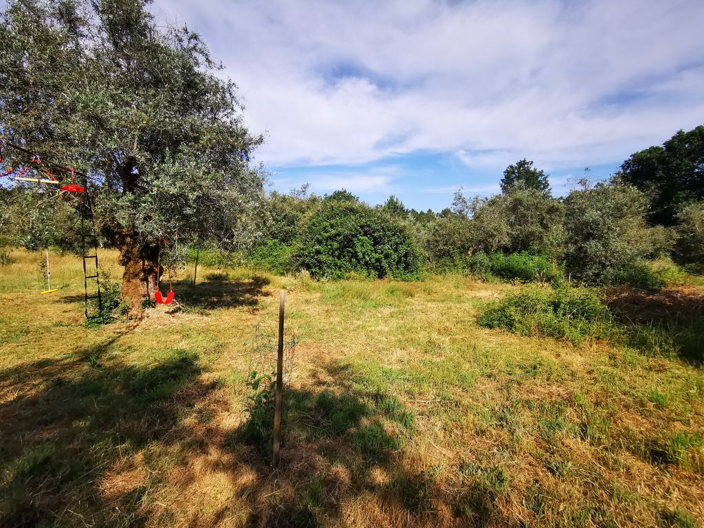 Dans le panier à olives
