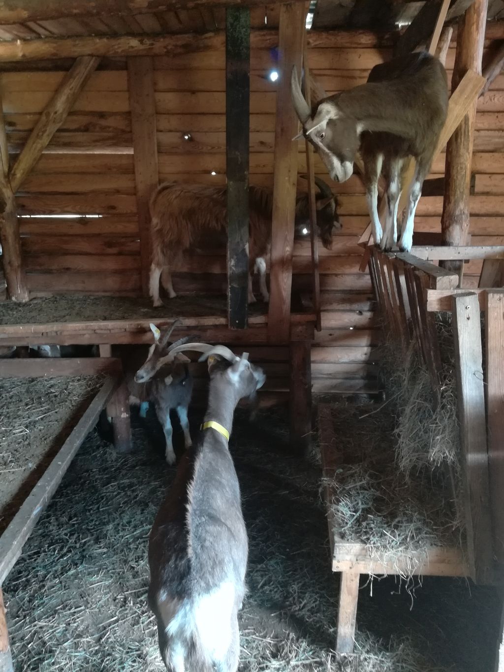 Une tiny-house "ab-hang" à la campagne, à côté d'animaux