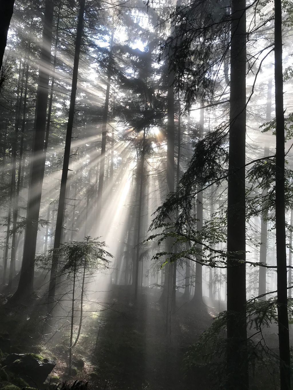 Natur hautnah AktivCard Bayerischer Wald- 4 Pers.