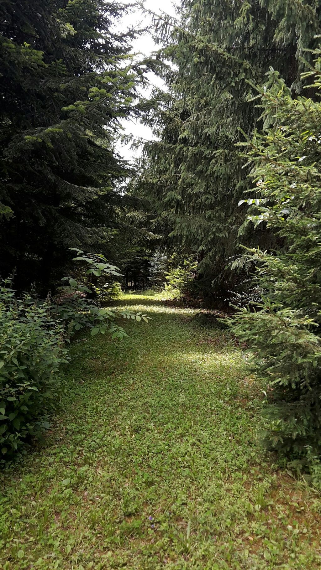 Zollernalb - Emplacement dans la forêt
