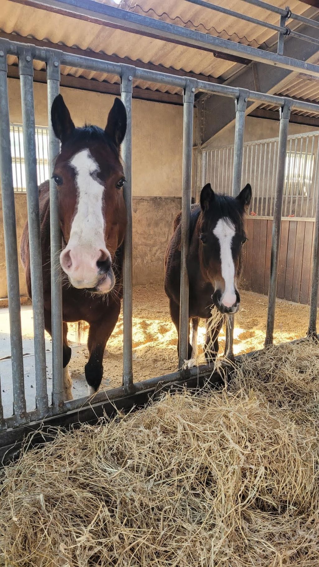 Rancho con caballos y ganado en el canal Ems-Jade