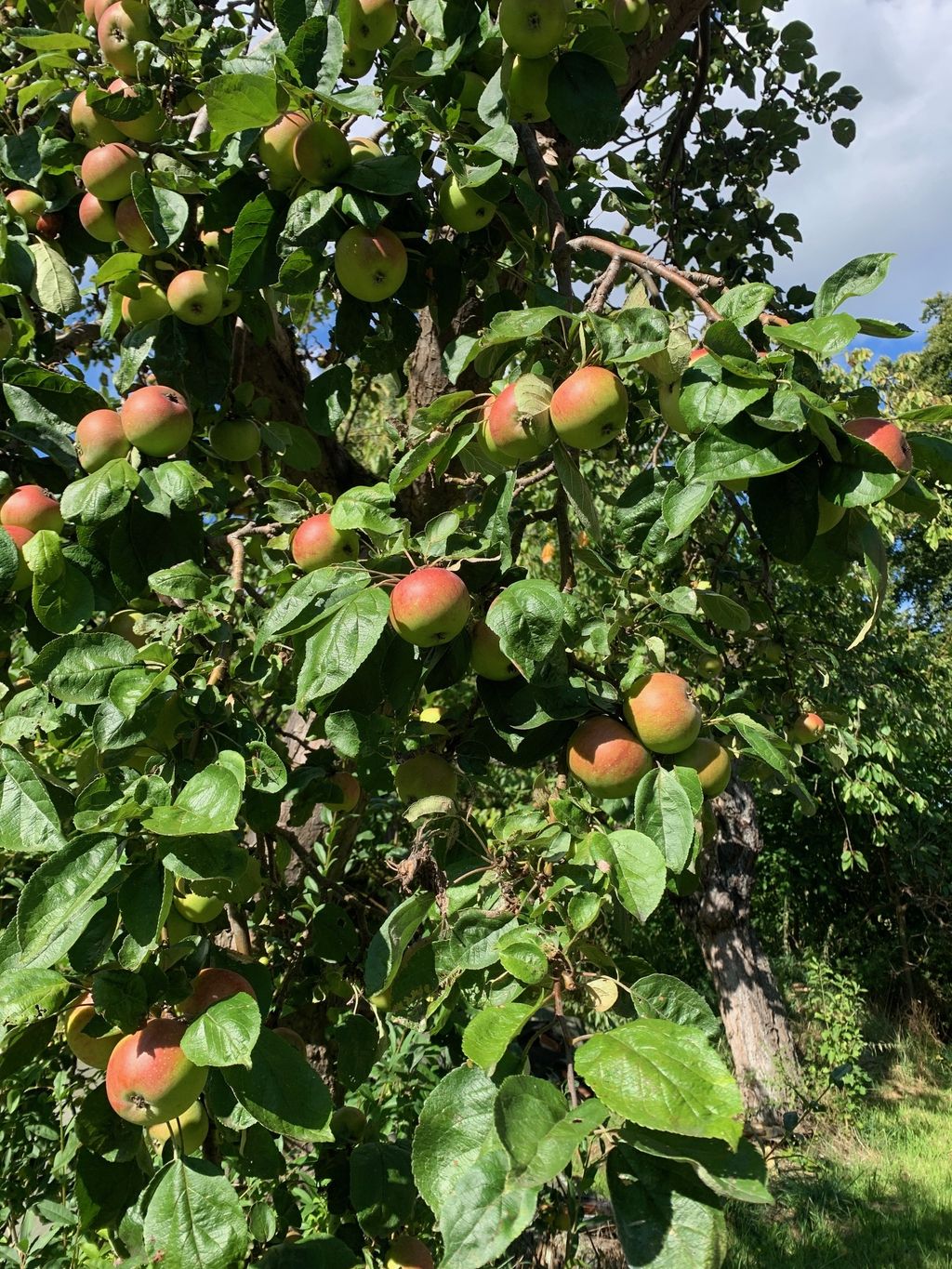 Äpfel satt!