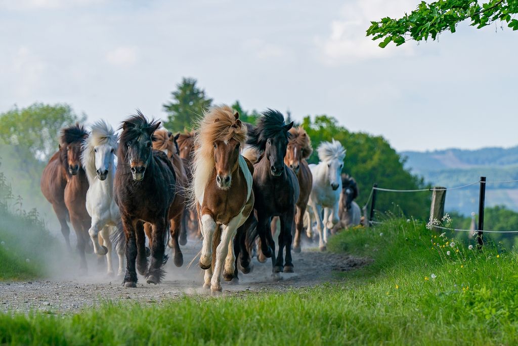 Verträumte Auszeit im Pferdeparadies 