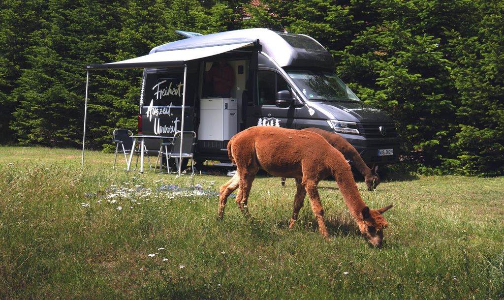 Acampada de alpacas en la granja