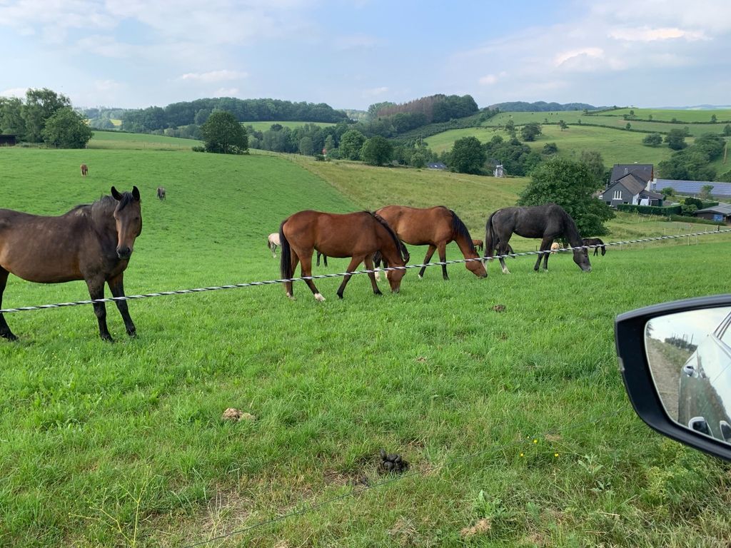 Pâturage pour chevaux avec vue sur le Bergische Land
