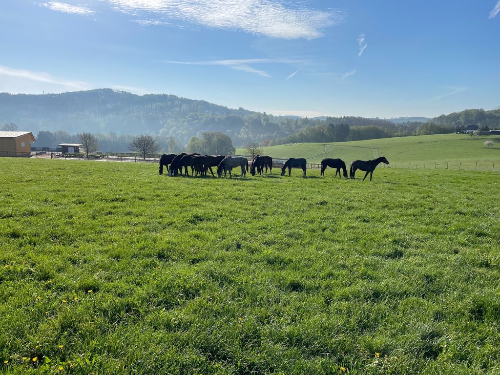 Pâturage pour chevaux avec vue sur le Bergische Land