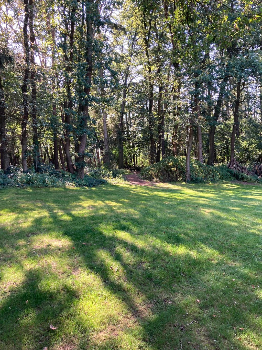 Prato ai margini del bosco - ideale per chi ha un cane