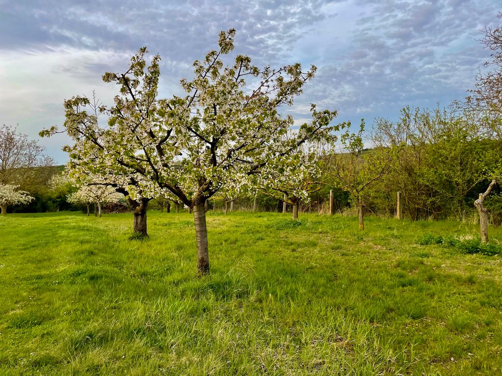 Stellplatz an der Obstplantage: Nahe Bindersee