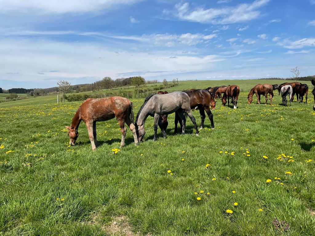 Pâturage pour chevaux avec vue sur le Bergische Land