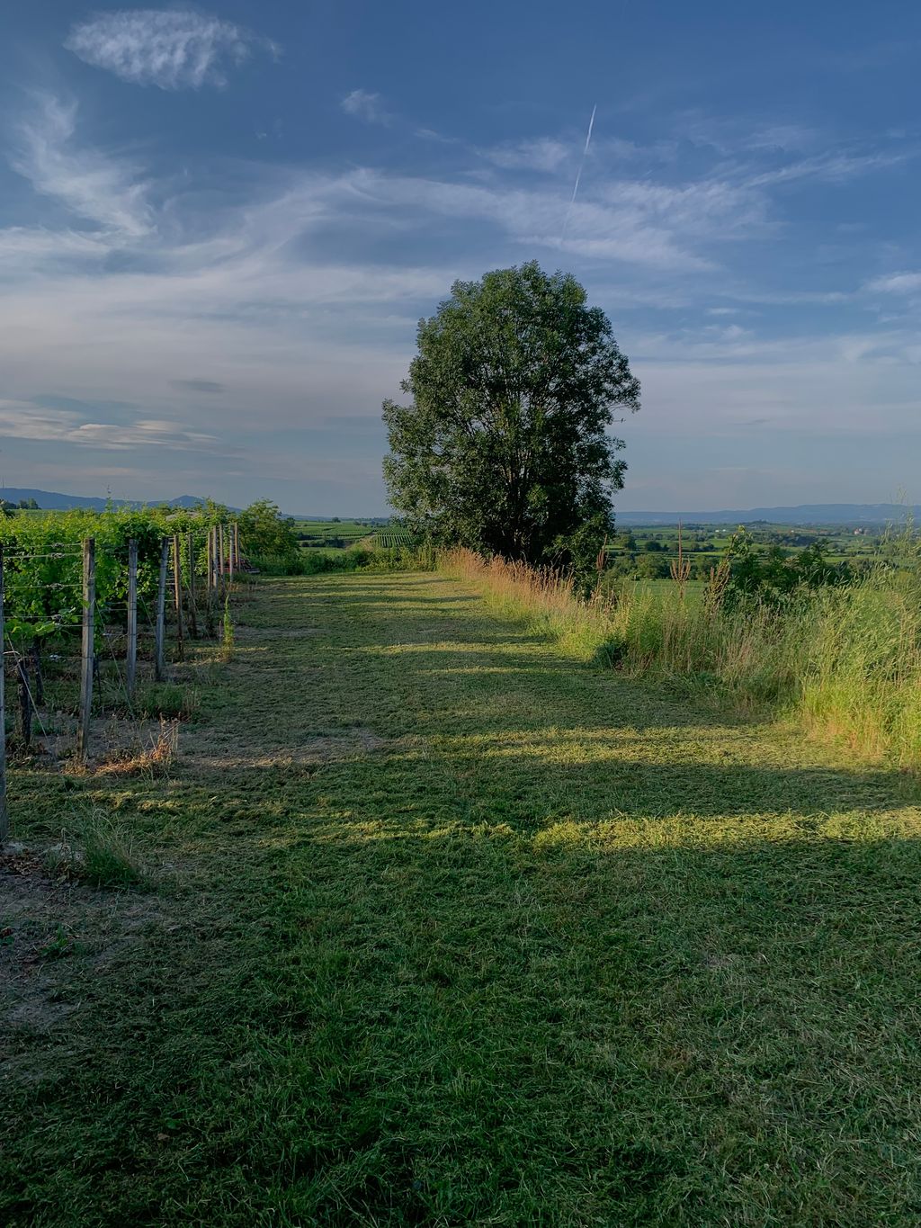 Unique panoramic view in the vineyard in Freiburg