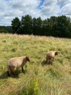 Off-road pitch with animals and natural idyll